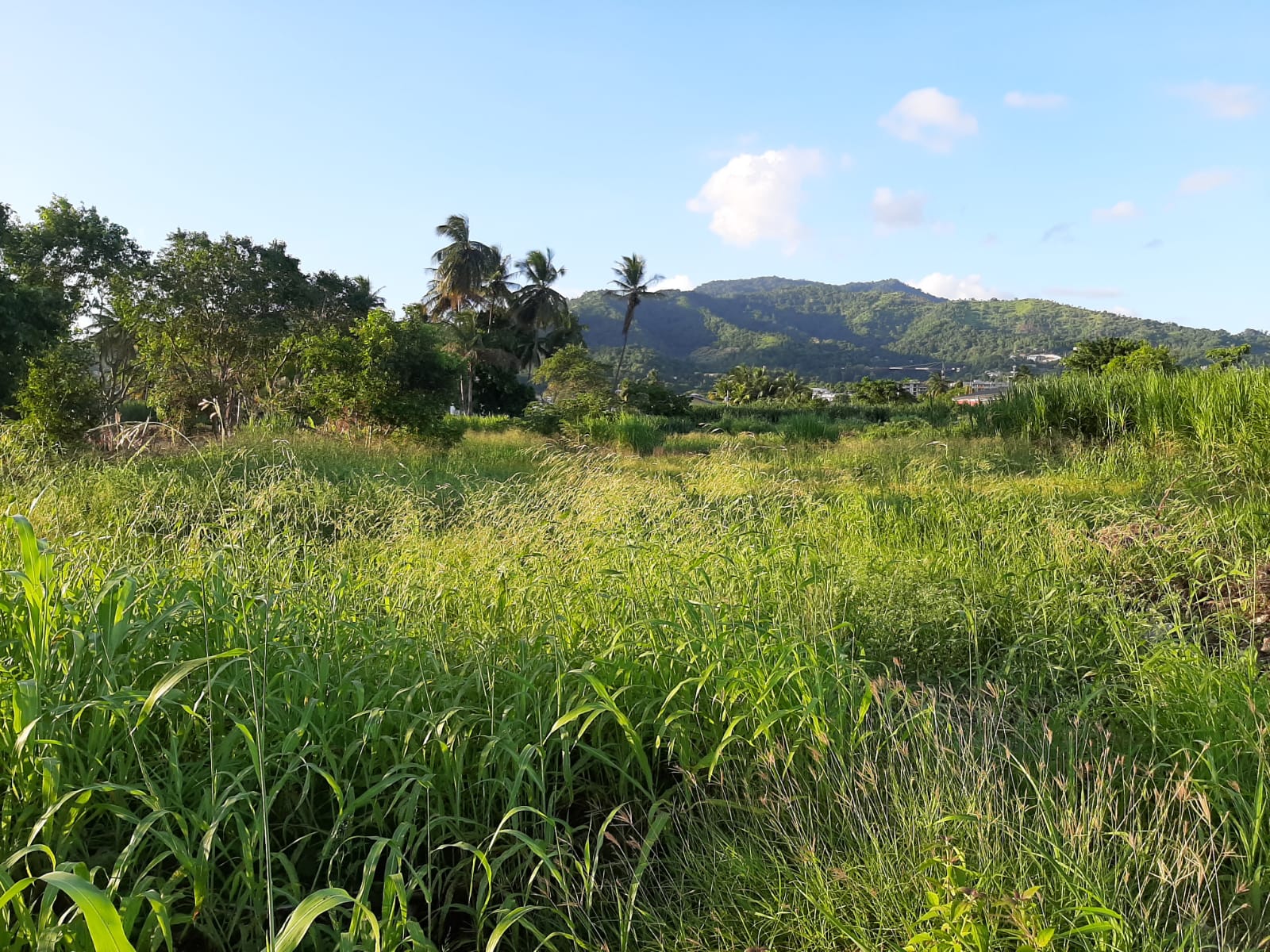Estate Trace, Aranguez (behind..
