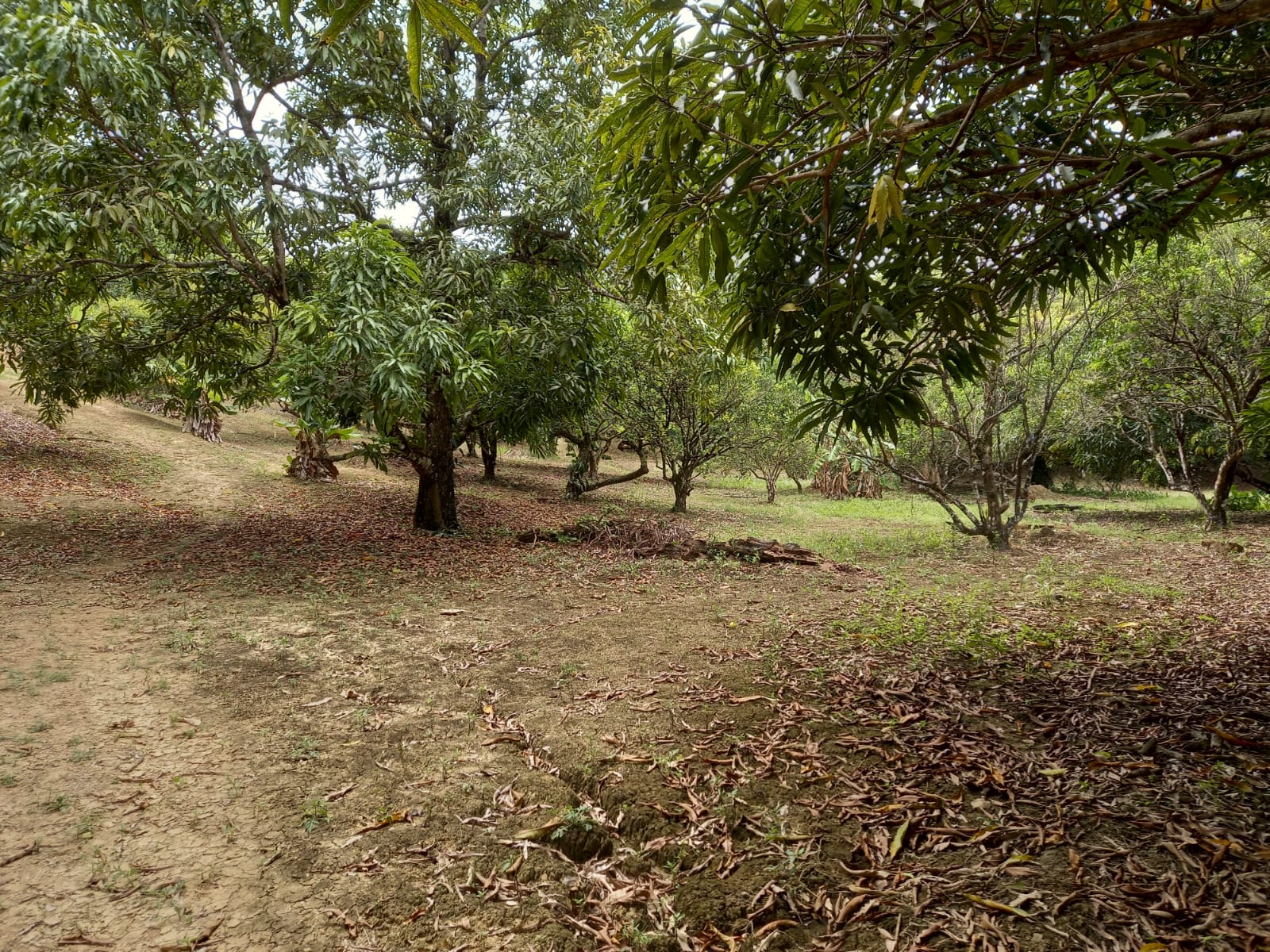 Toco Land
