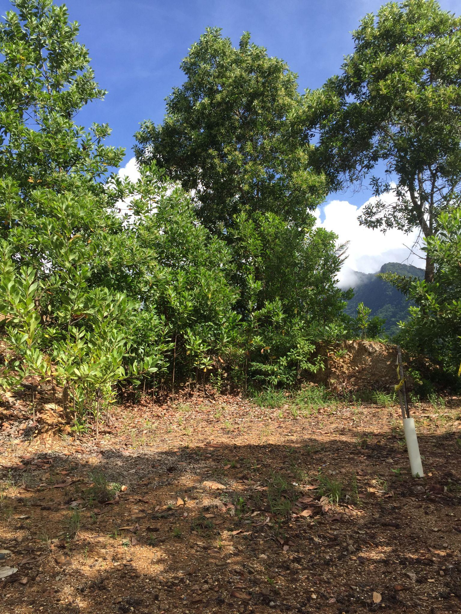 Maracas St. Joseph