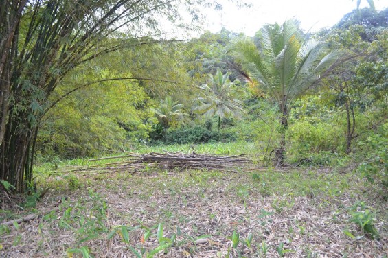 Paria Main Road, Blanchisseuse